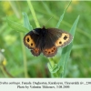 erebia aethiops daghestan female 1